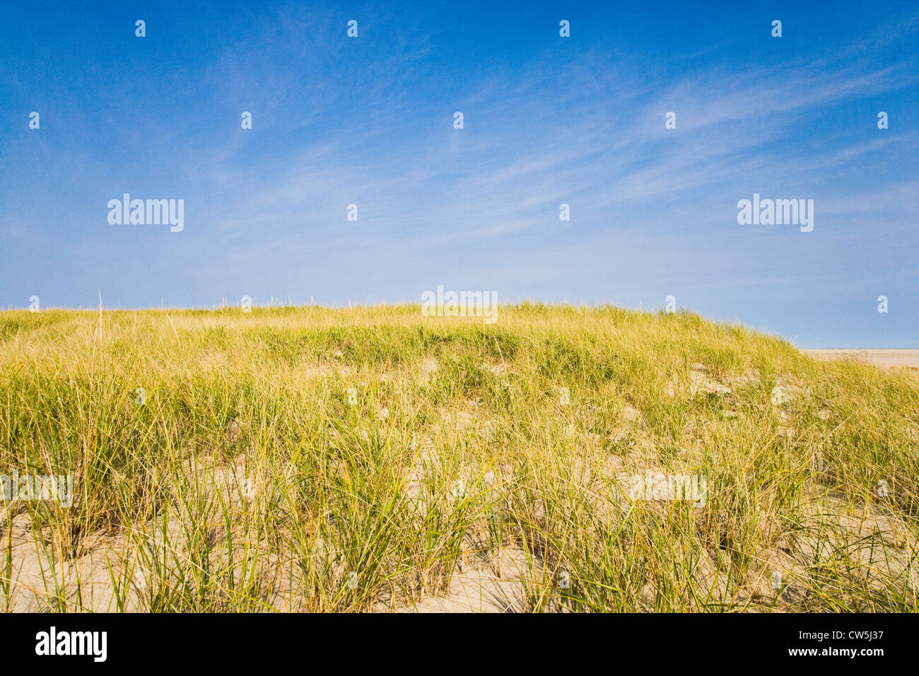Tall grass on the beach, Cape Cod, Massachusetts, USA Stock Photo Alamy