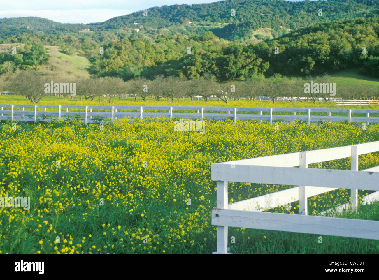 Mustard flowers in Ojai, California Stock Photo Alamy