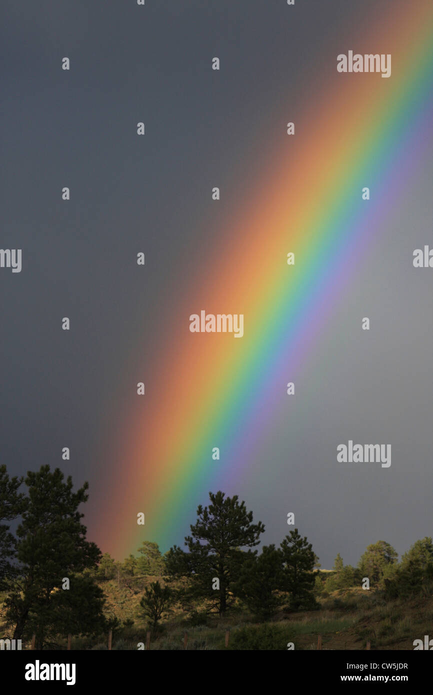 Tree refraction rainbow hi-res stock photography and images - Alamy