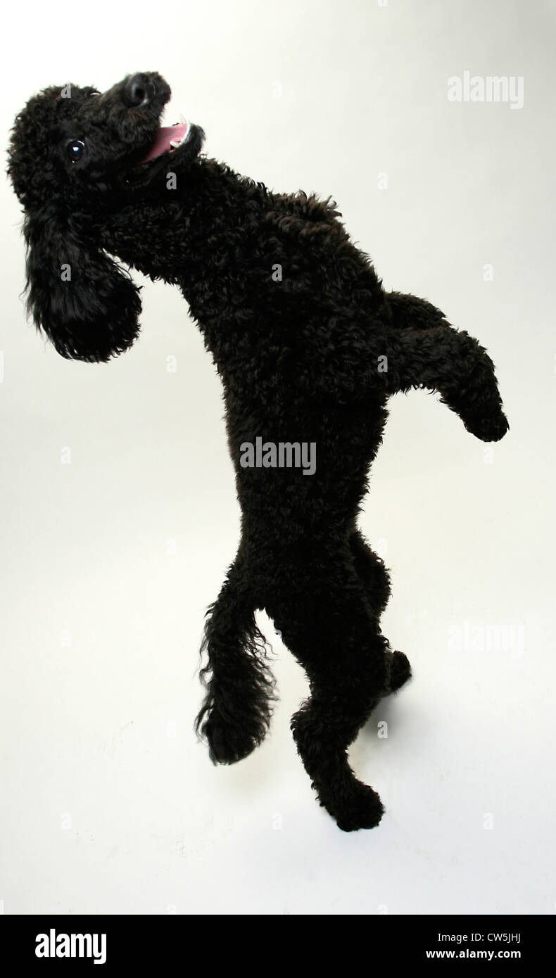 Poodle rearing up Stock Photo