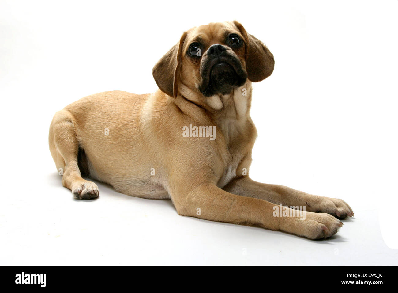 Puggle puppy looking up Stock Photo