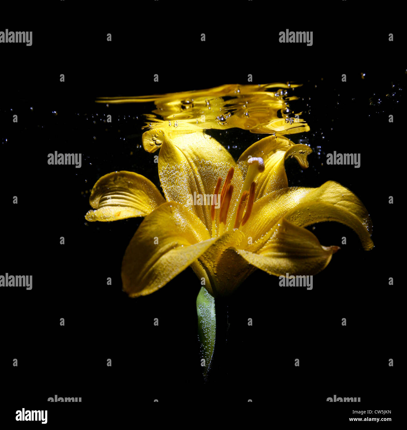 Water Lily Underwater High Resolution Stock Photography and Images Alamy
