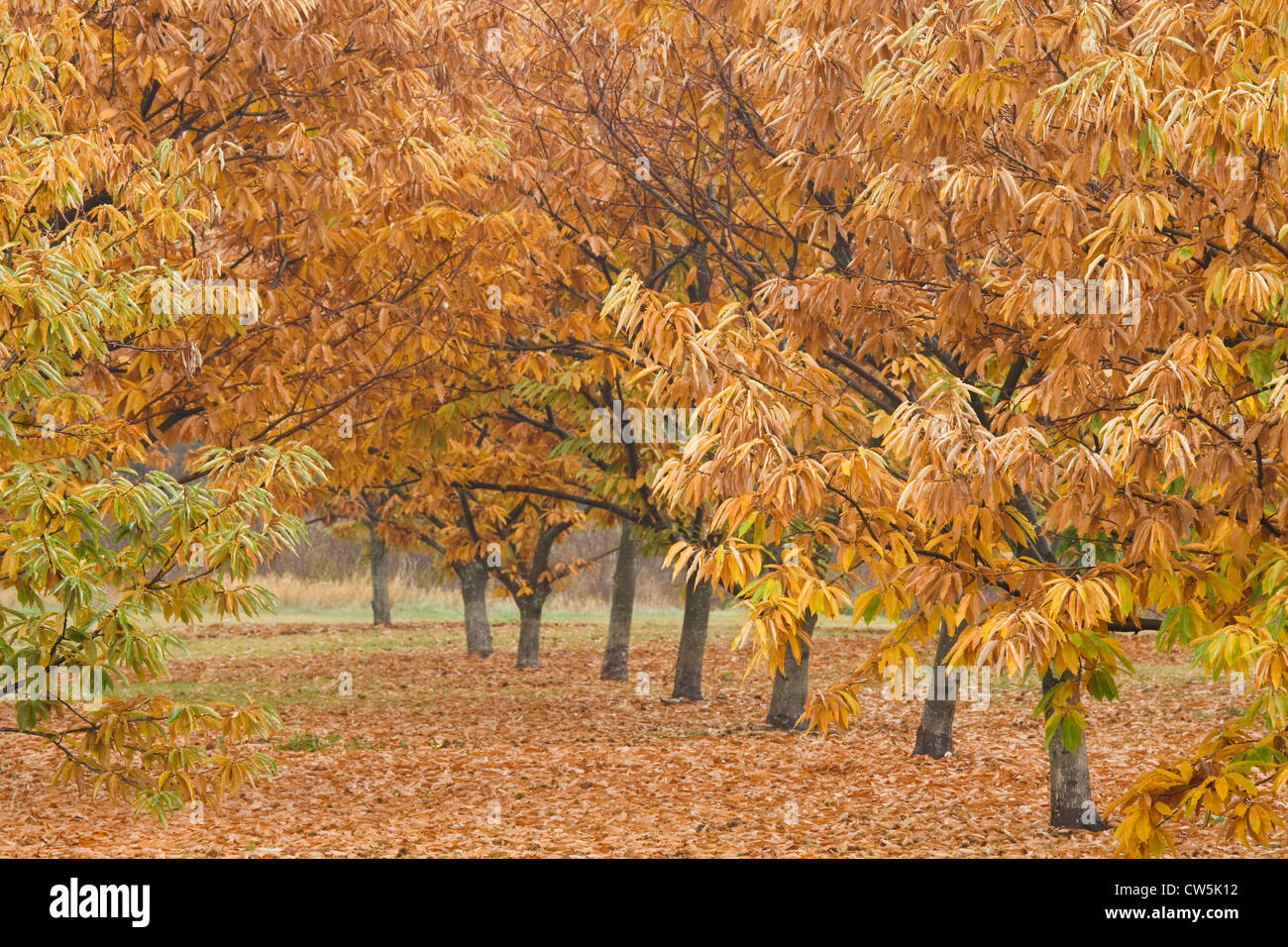 Chestnut trees in a row, Rasmussen Farms, Hood River, Oregon, USA Stock Photo