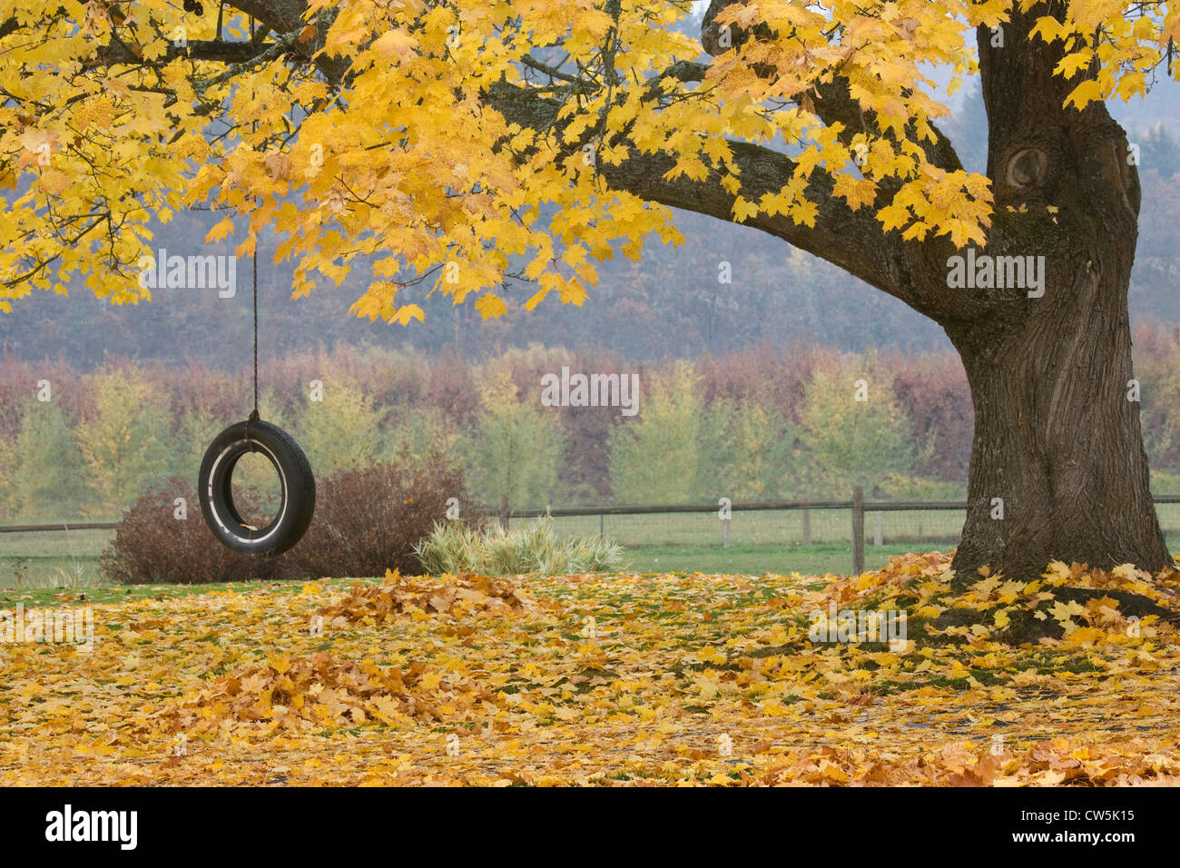 Sugar Maple (Acer saccharum) tree with a tire swing, Hood River, Oregon, USA Stock Photo
