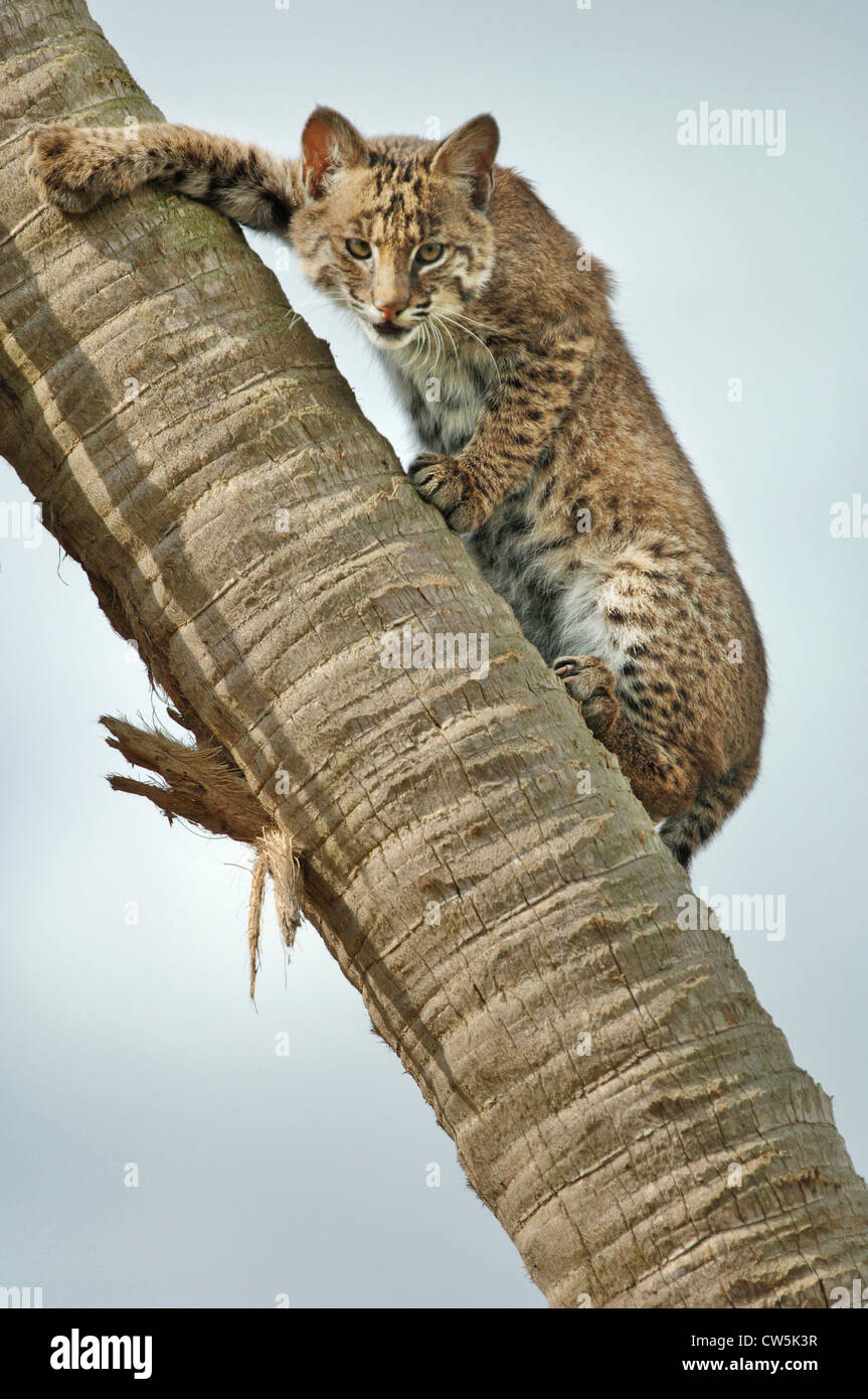 Bobcat climbing a palm tree (Lynx rufus Stock Photo Alamy