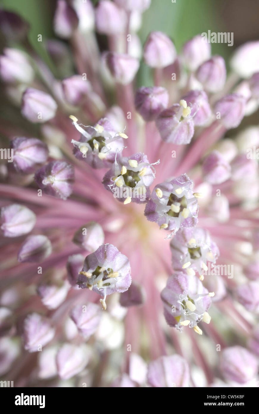 Close-up of Japanese onion buds (Allium thunbergii) Stock Photo