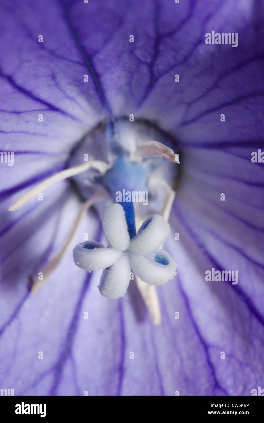Close-up of the stamens of a Geraniaceae flower Stock Photo