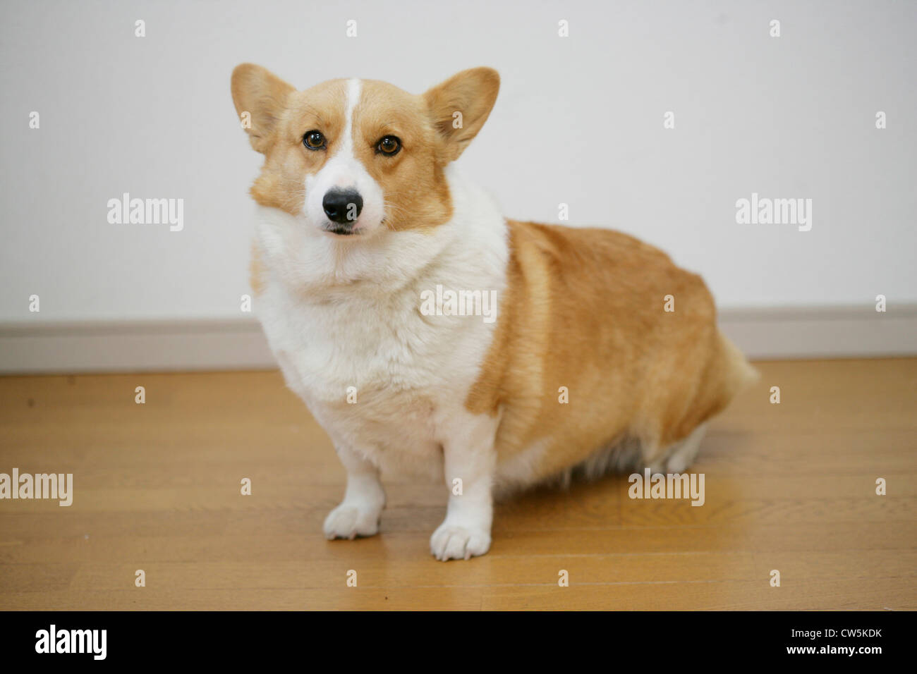 Welsh Corgi Sitting High Resolution Stock Photography and Images - Alamy