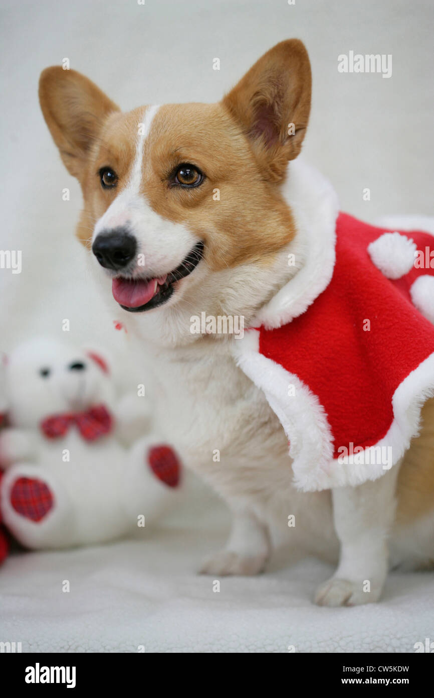 corgi teddy bear
