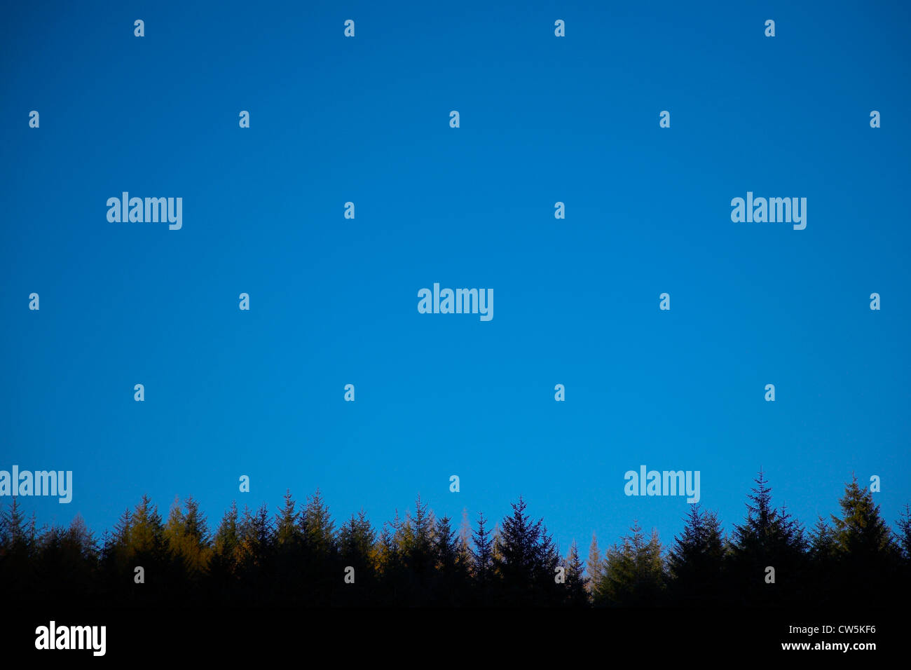 Black pine trees uk hi-res stock photography and images - Alamy