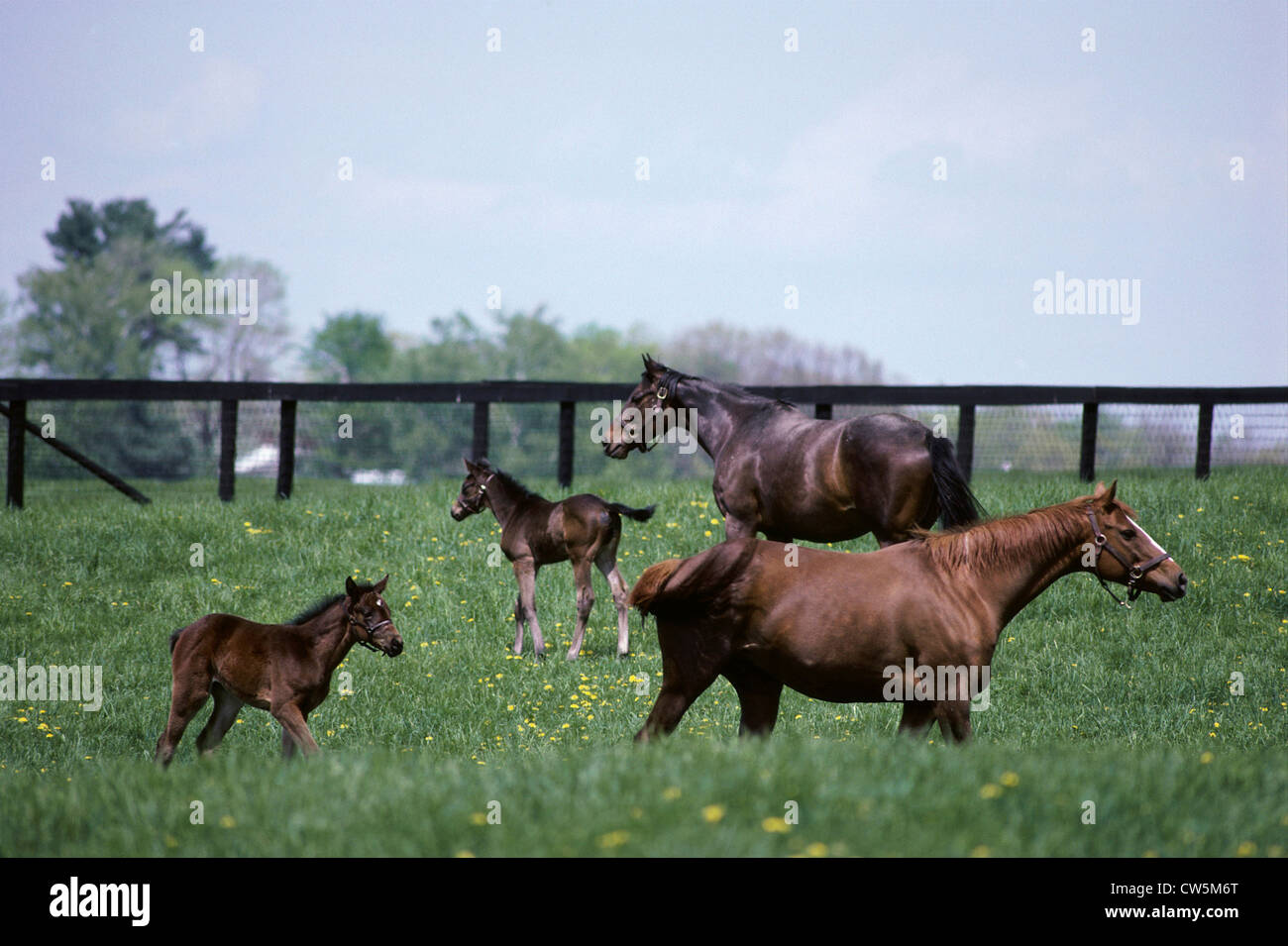 Horses and foals in a field, Cotswald Farm, Claverack, New York, USA Stock Photo