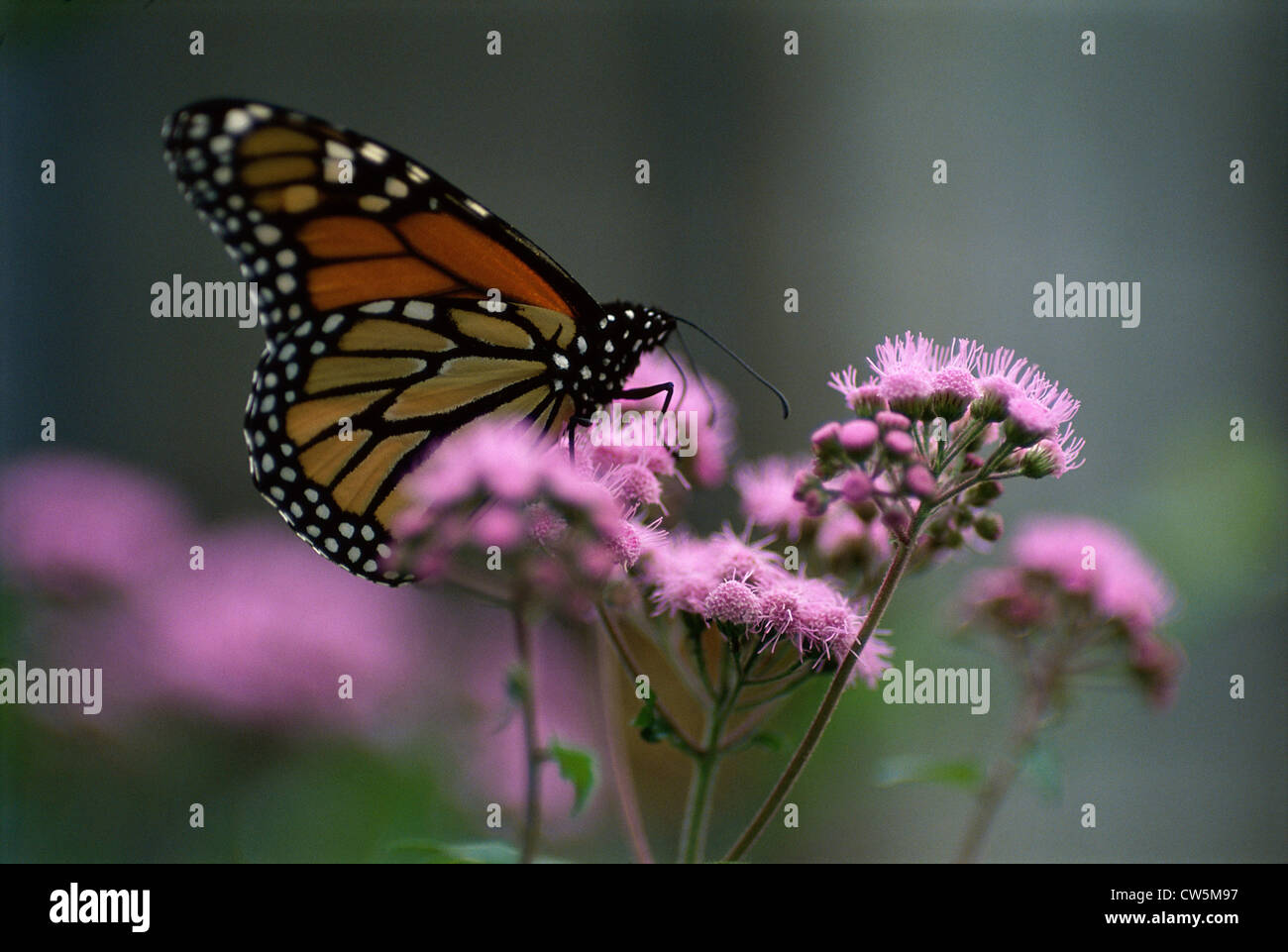 Close-up of a Monarch butterfly on a flower (Danaus plexippus Stock ...