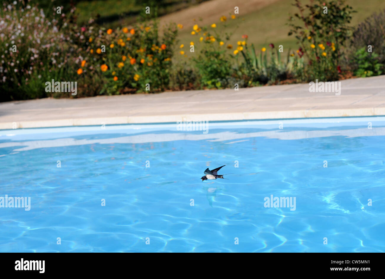 A swallow hirundo rustica flies low over a swimming pool during hot weather to take a drink in the Lot Region France Stock Photo