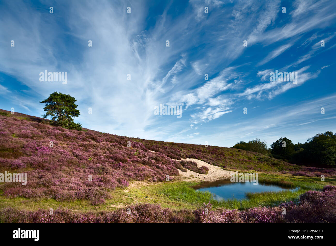 dunes and meadows in Rheden covered with flowering Calluna vulgaris - heather Stock Photo