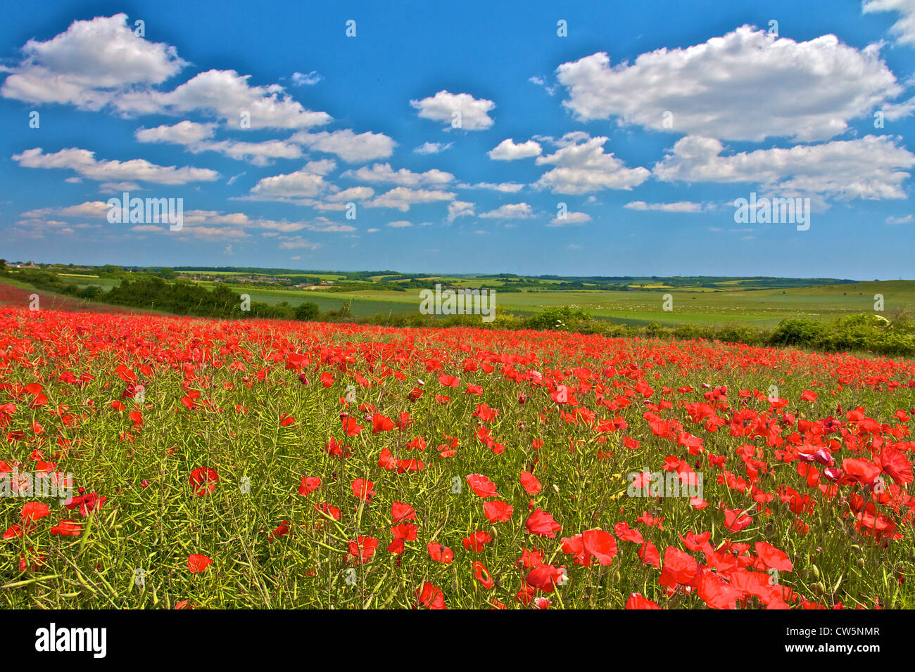 Poppies flowers blue sky clouds hi-res stock photography and images - Alamy