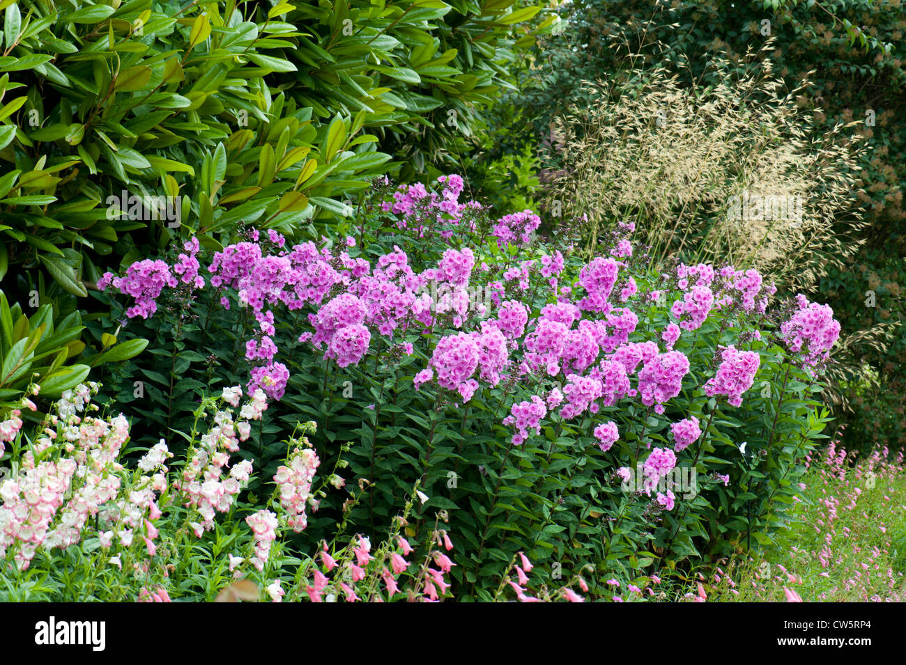 Herbaceous border with Phlox, an English formal garden, Lower Beeding, West Sussex, UK. August. Stock Photo
