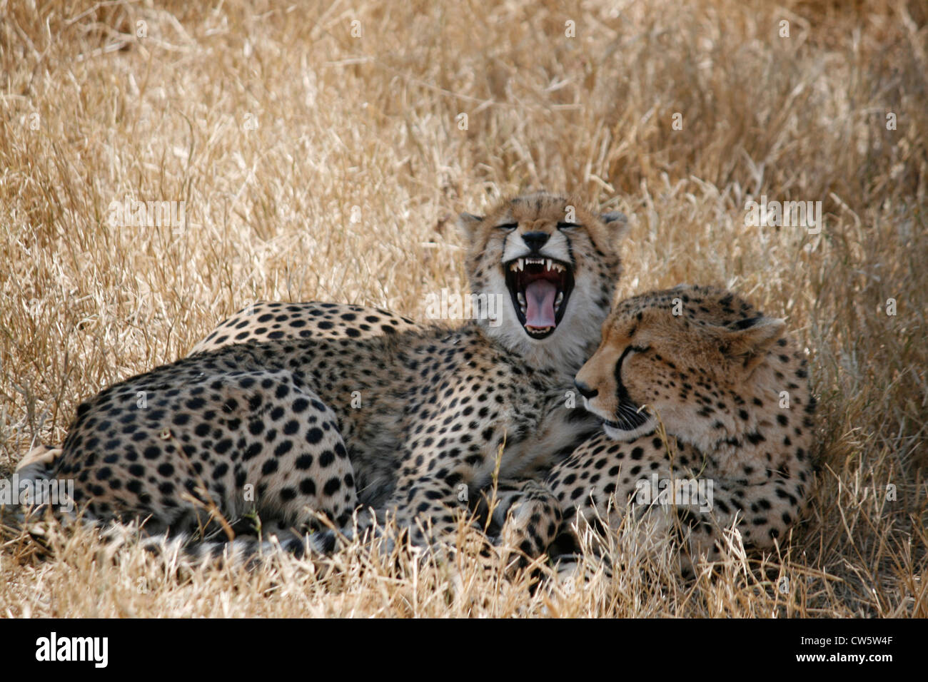2 Cheetahs on Safari in Kenya, A mother and her cub Stock Photo