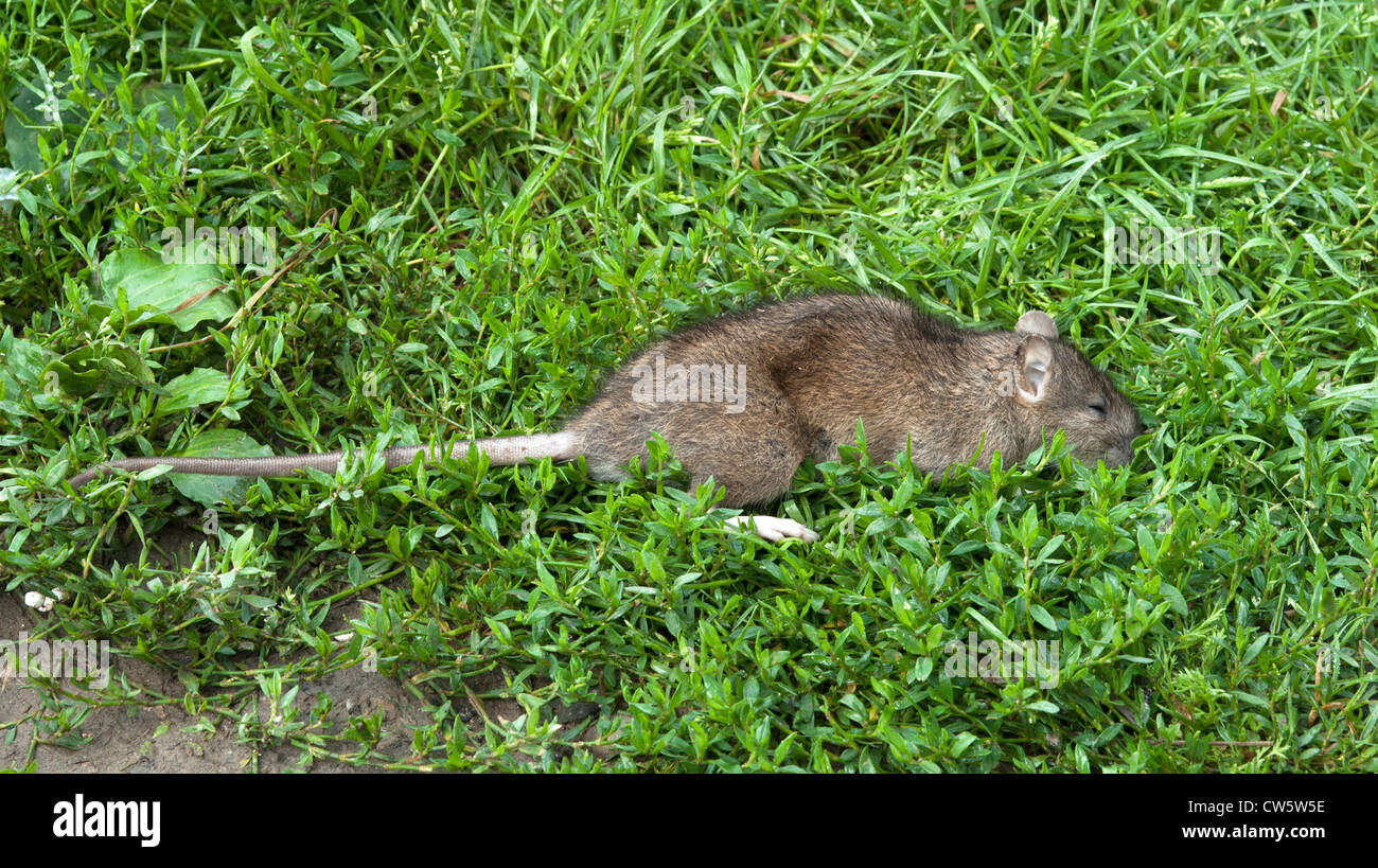 a dead rat lying on some grass Stock Photo