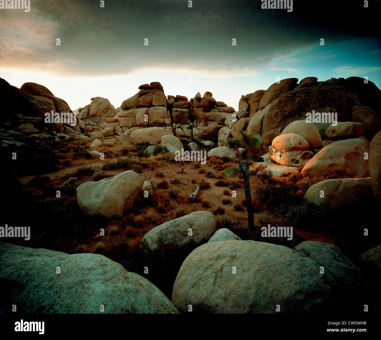 7945321102340228879alleiconic Joshua Tree In The Mojave Desert In California Photograph Byhtml