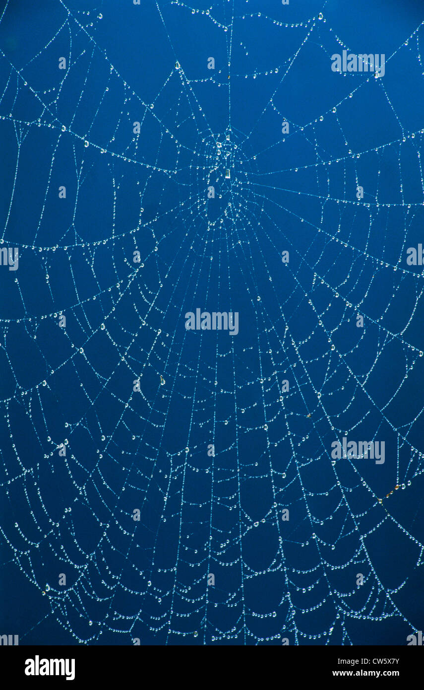 Morning dewdrop hanging on strands of cobweb Stock Photo