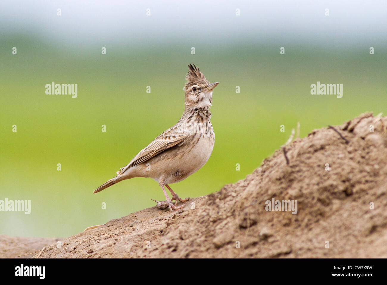 common Crested Lark (Galerida cristata)  on ground (few roots cloned out) Stock Photo