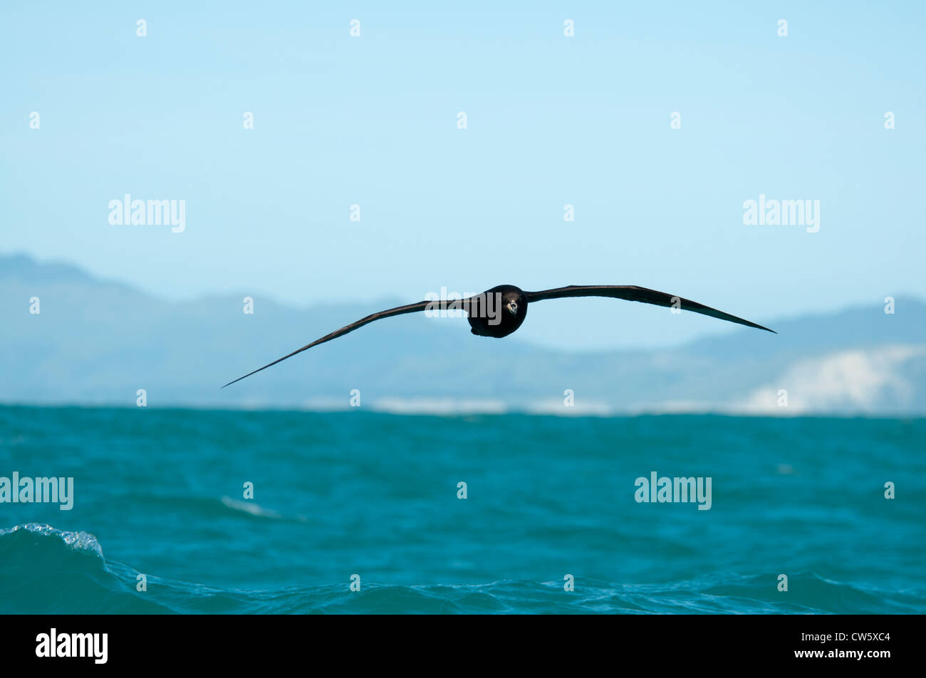Southern Giant Petrel flying over the Pacific Ocean near Kaikoura in New Zealand. Südlicher Riesensturmvogel fliegt über Pazifik Stock Photo