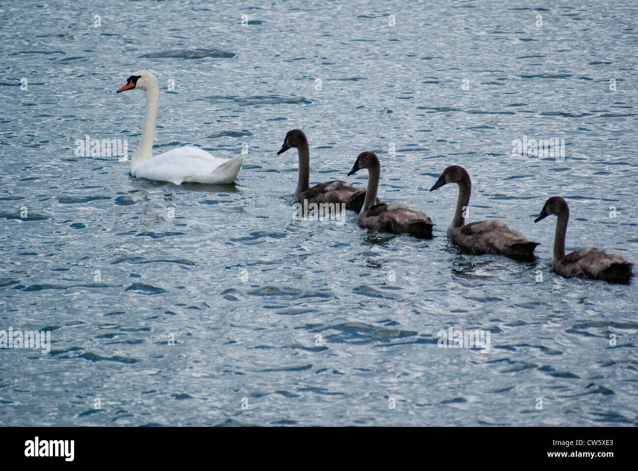Bevy of Mute Swans, Four Cygnets, Cygnus Olor, On River Dart Stock Photo