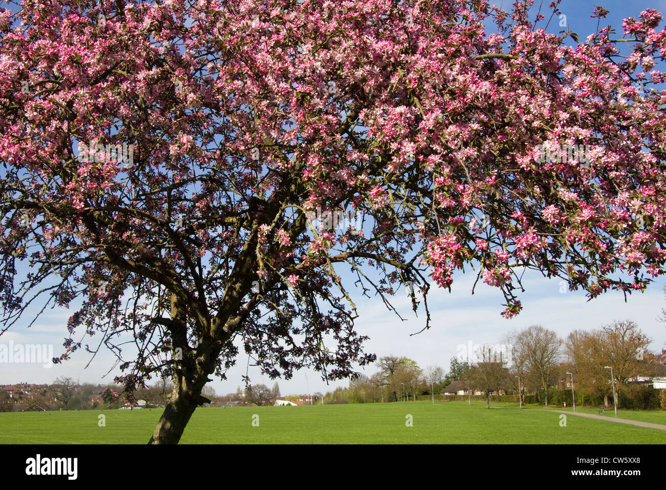 Cherry tree in bloom, Totteridge, London England Stock Photo