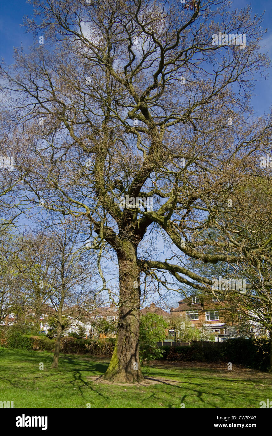 Bare tree in early spring, London, England Stock Photo - Alamy