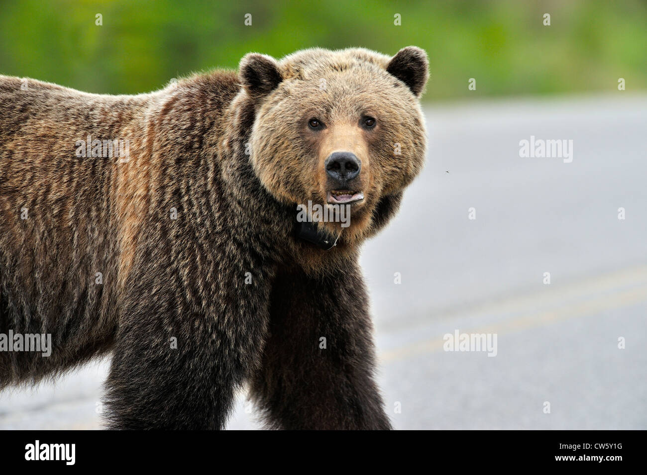 A female grizzly bear portrait Stock Photo