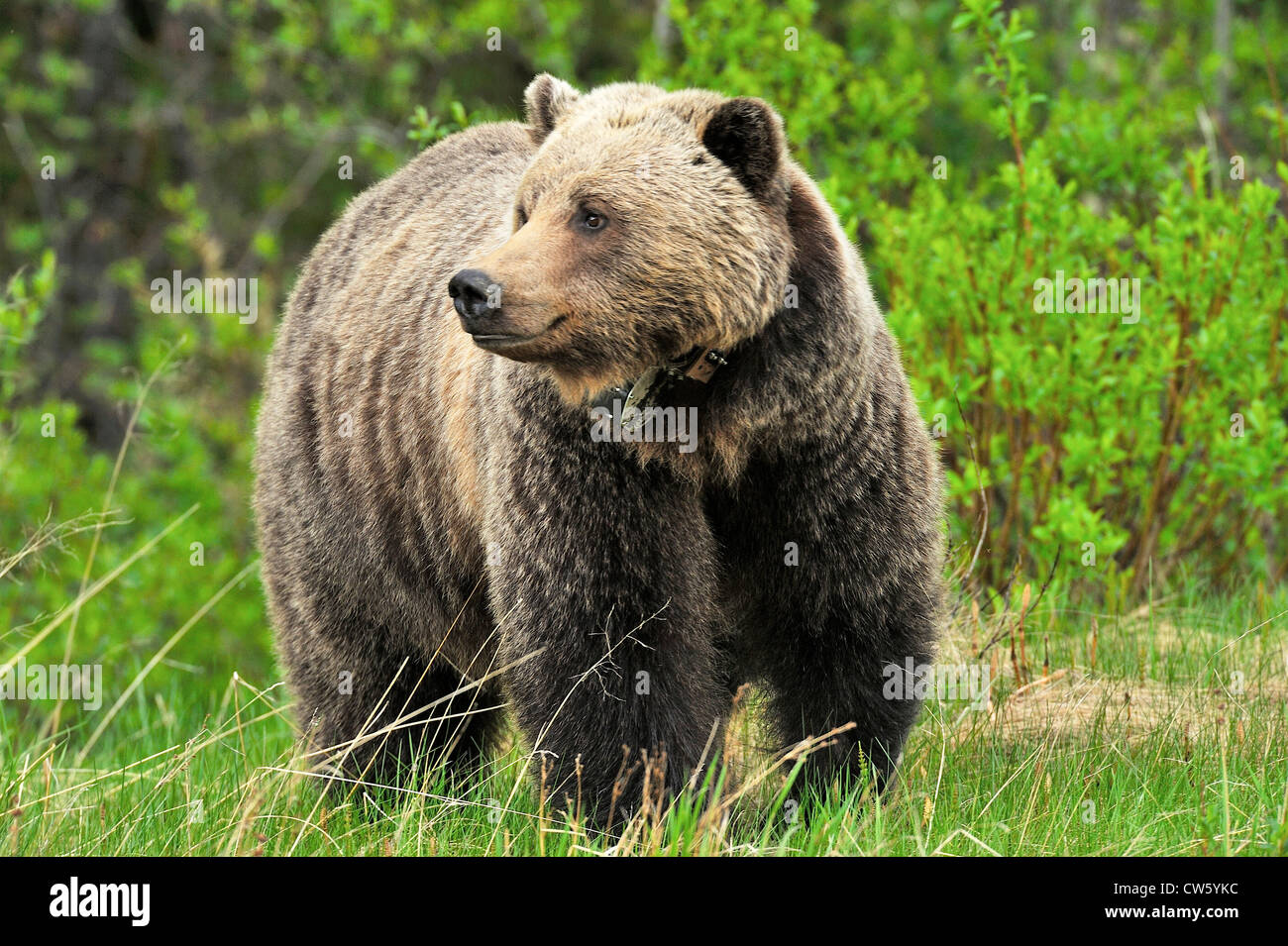 A  female grizzly bear standing Stock Photo