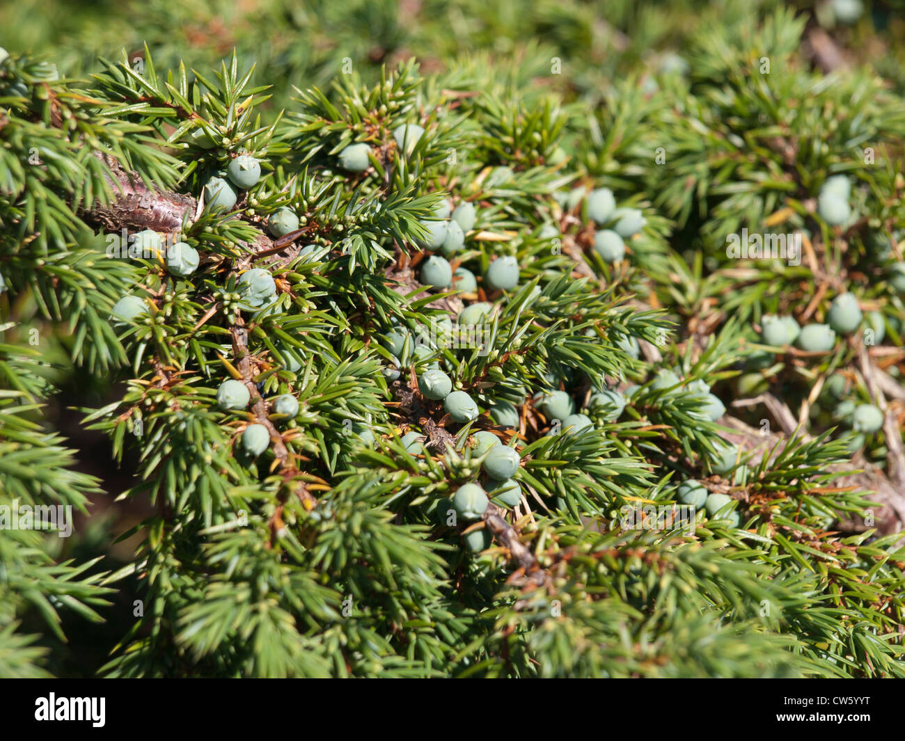 Branch from juniper bush with needles and unripe green berries Stock Photo