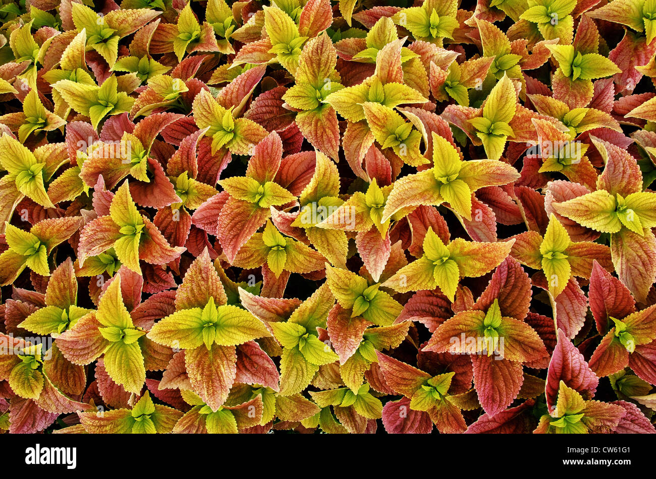 Coleus foliage plant Stock Photo