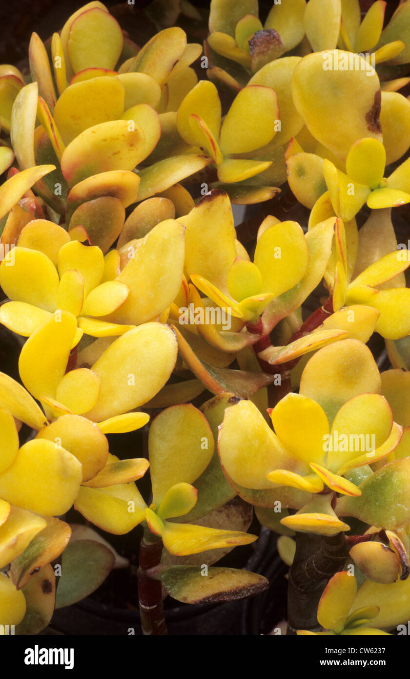 Crassula ovata 'Hummel's Sunset', syn. C. argentea, succulent, succulents yellow foliage leaf leaves garden plant plants Stock Photo