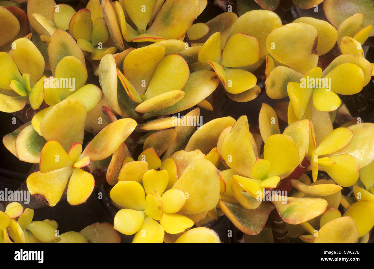 Crassula ovata 'Hummel's Sunset', syn. C. argentea, succulent, succulents yellow foliage leaf leaves garden plant plants Stock Photo