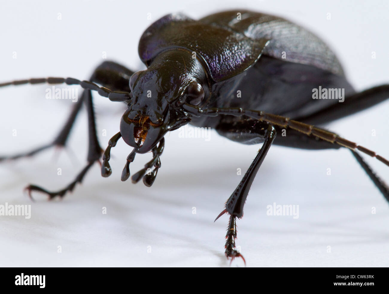 GROUND BEETLE (Carabus problematicus) West Sussex, UK Stock Photo