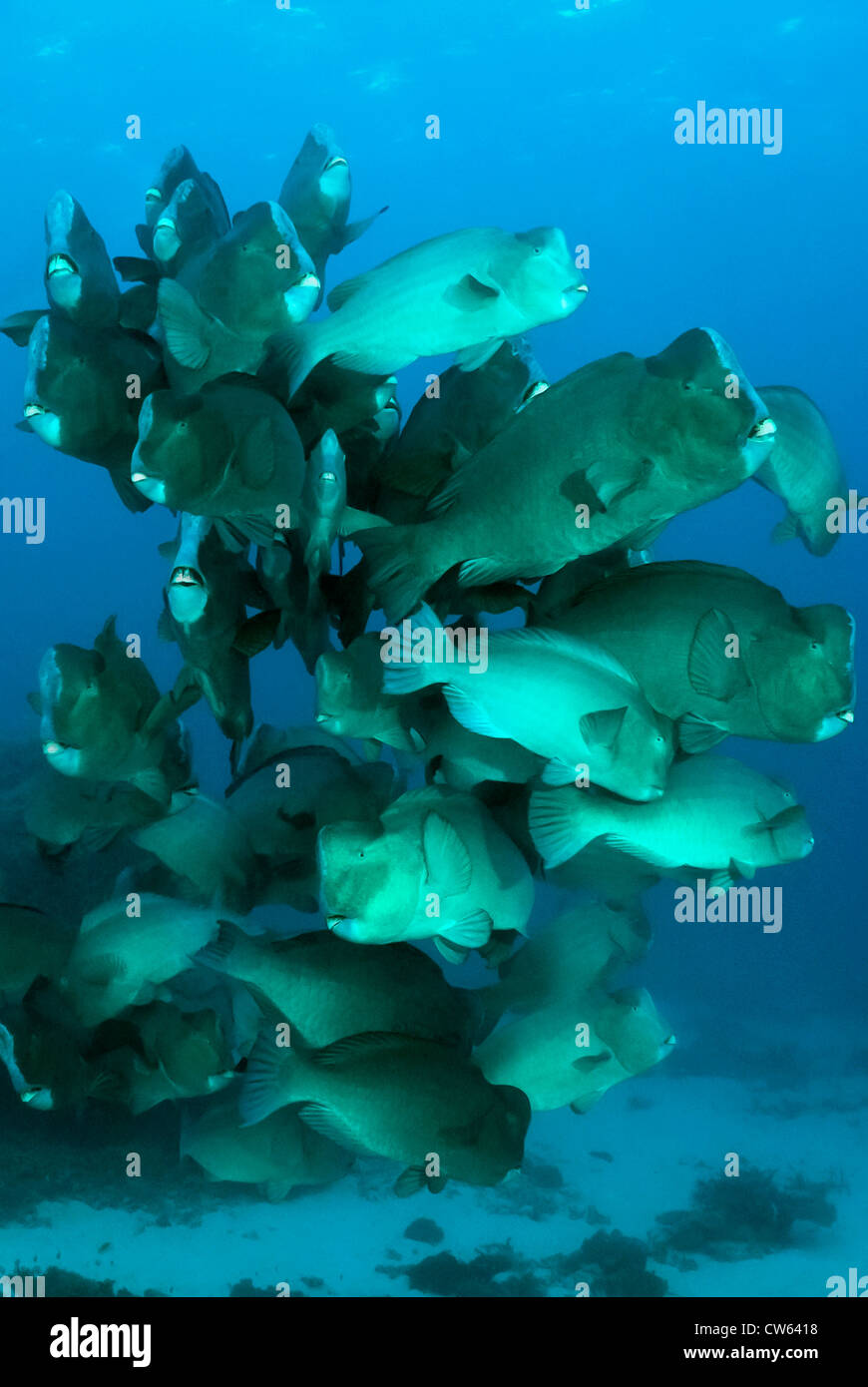School of Bumphead Parrotfish Bolbometopon muricatum, Great Barrier Reef, Coral Sea, Queensland, Australia Stock Photo