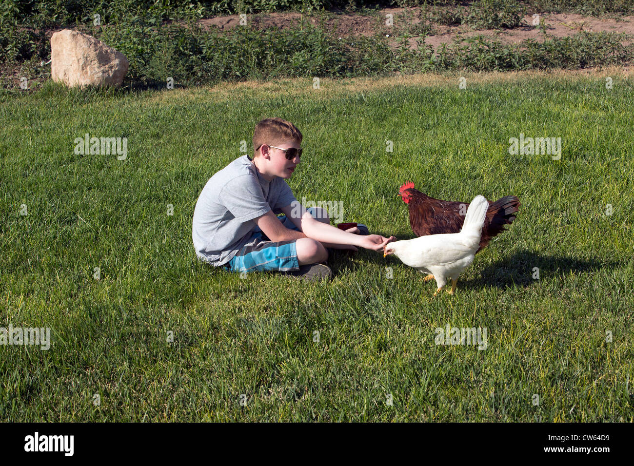 Boy feeding free-range chickens on the grass, sunny day, summer, central Utah. Stock Photo