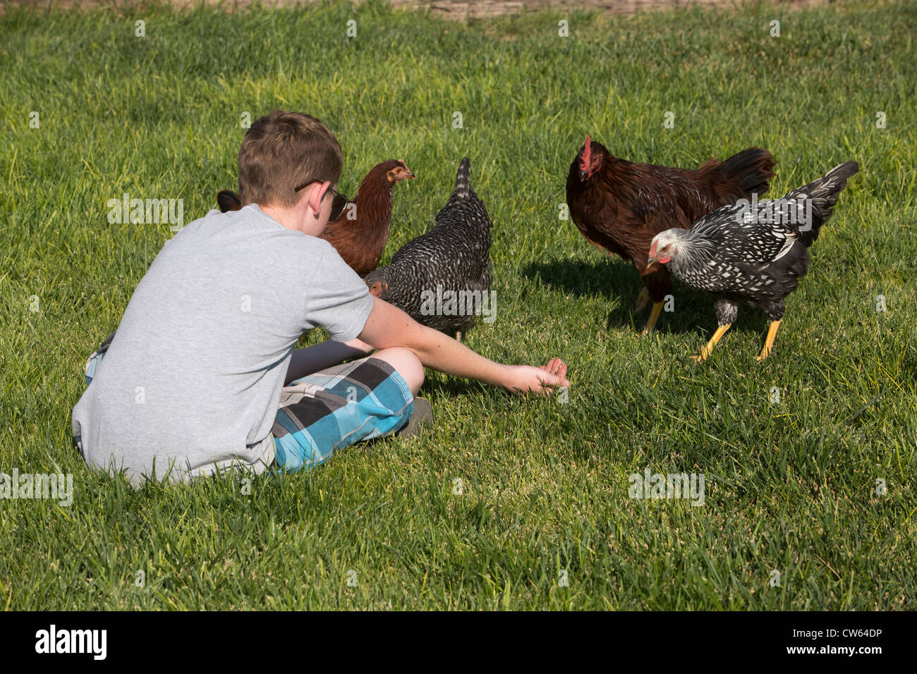 Boy feeding free-range chickens on the grass, sunny day, summer, central Utah. Stock Photo