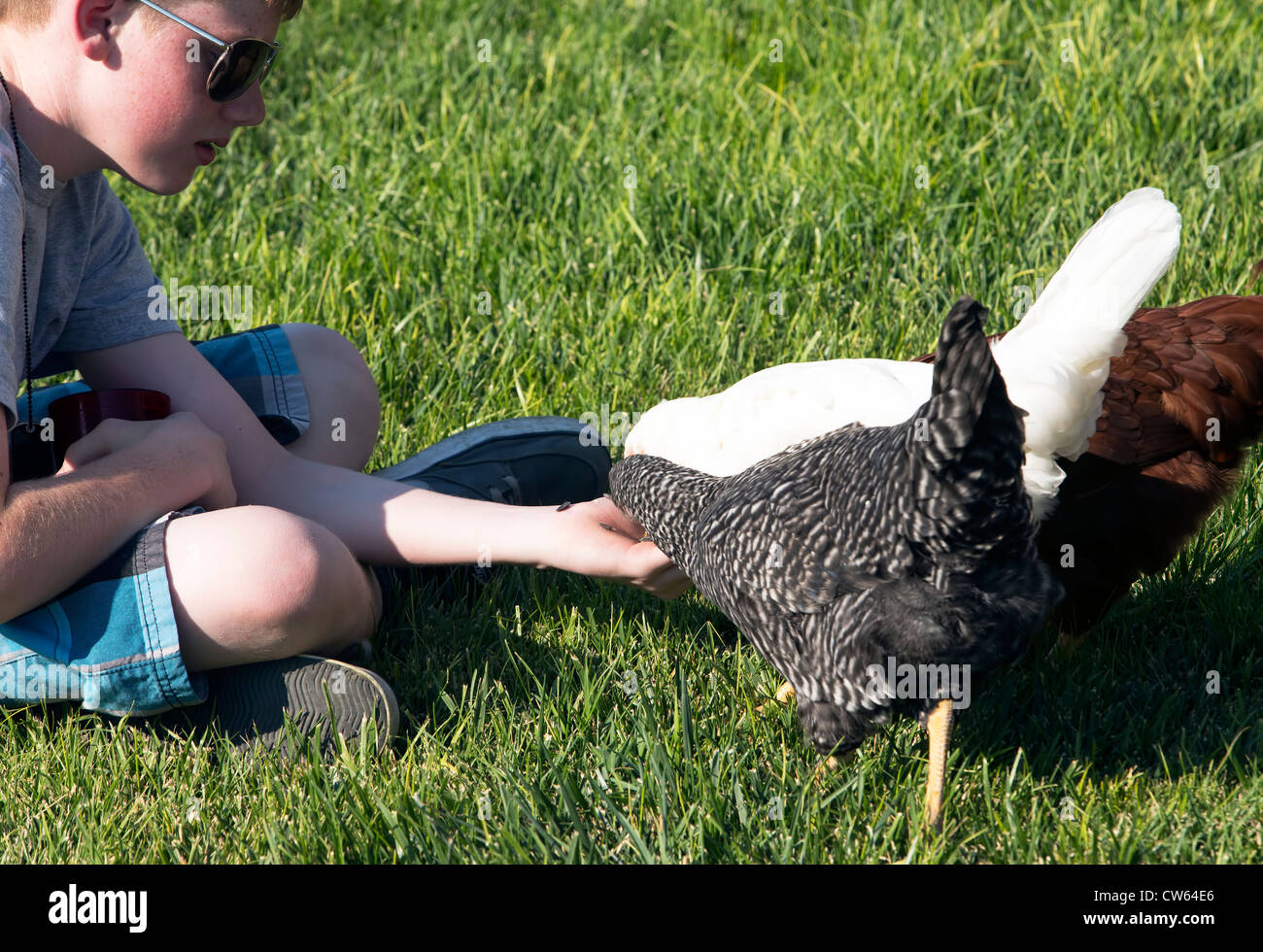 Boy feeding free-range chickens on the grass, sunny day, summer, central Utah. Stock Photo