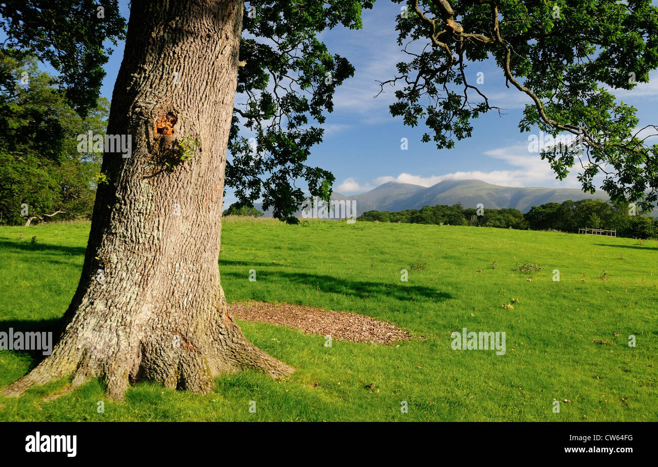 View towards Skiddaw from The Ings near Derwent Water in the English Lake District Stock Photo