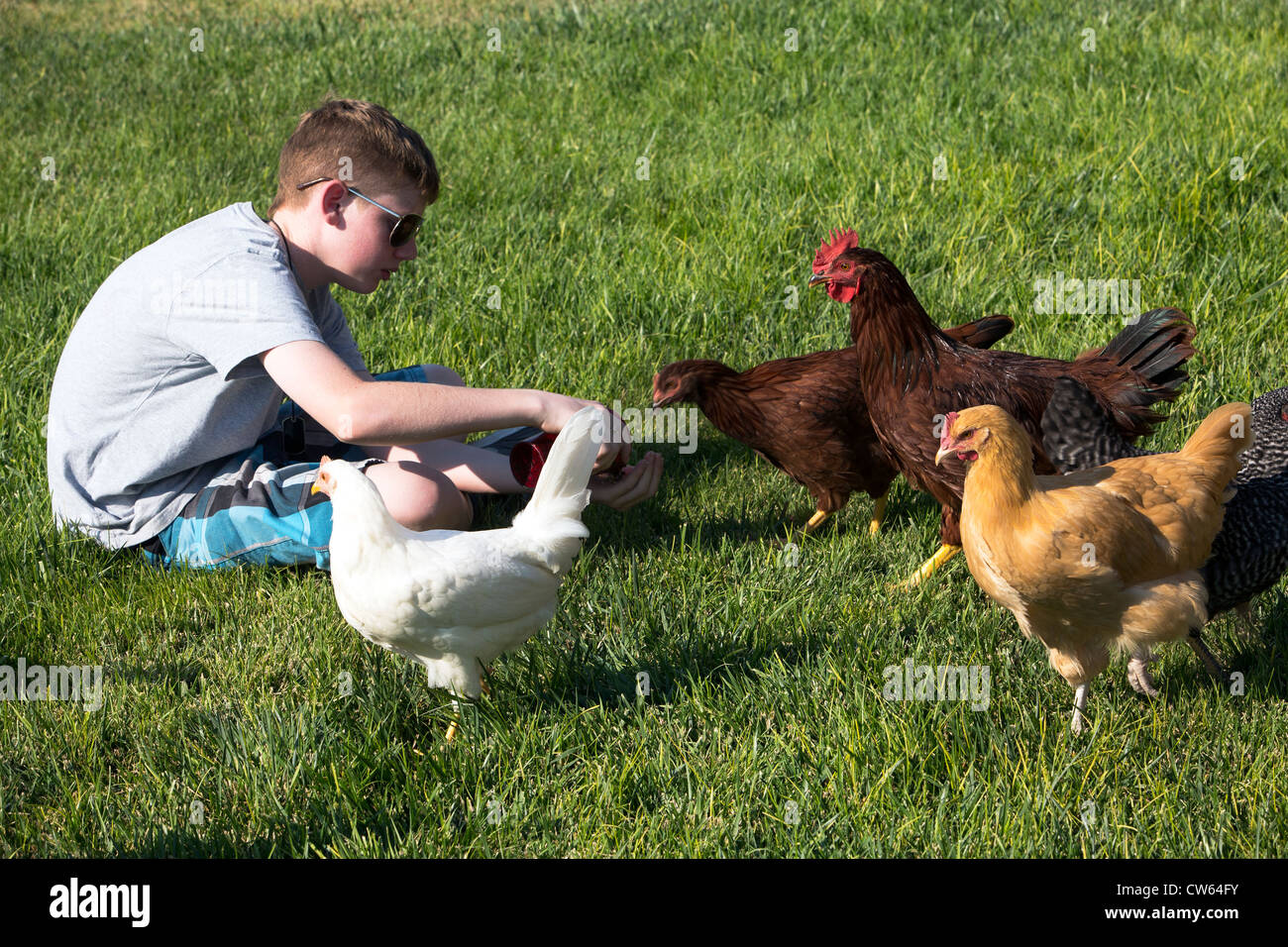 Boy feeds a free range chickens some seeds on green grass, summer