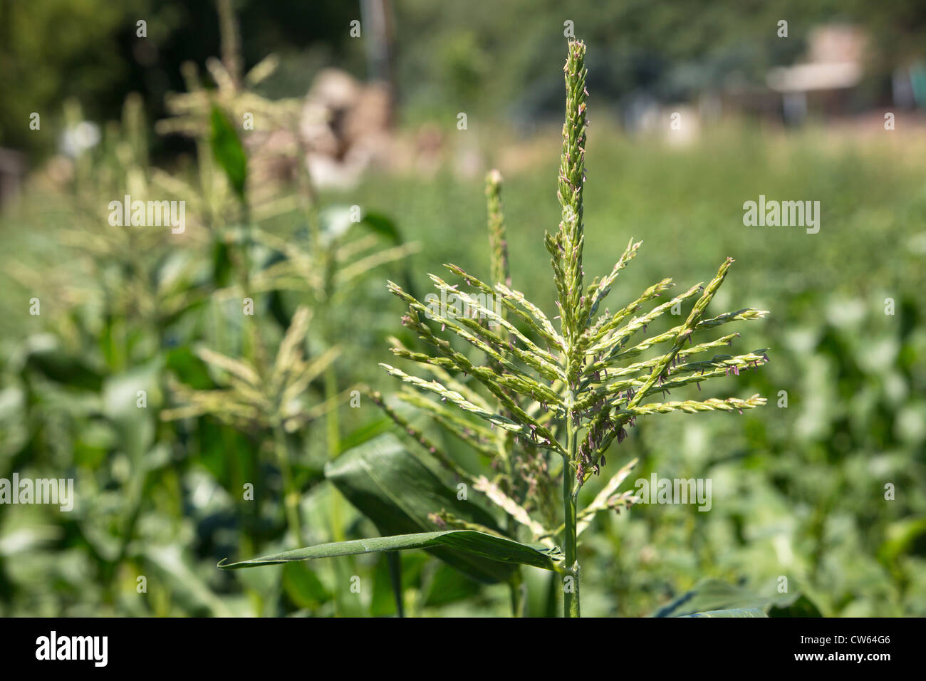 A row of corn, sunny, bright colors Stock Photo - Alamy