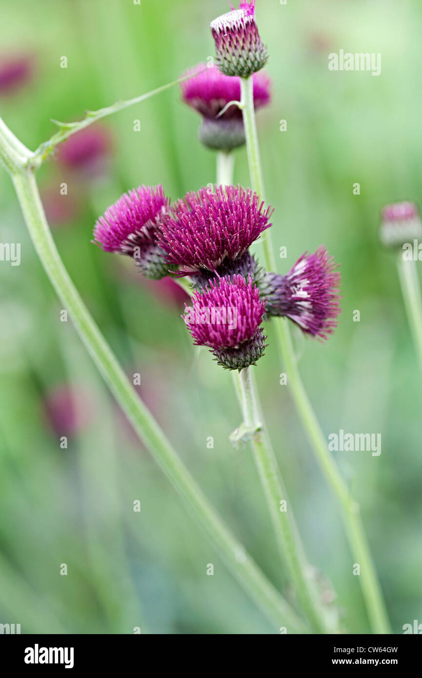 cirsium flower purple thistle bloom bees swarming over flowers Stock Photo