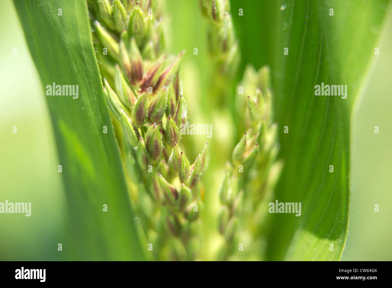 Corn plant tassels hires stock photography and images Alamy