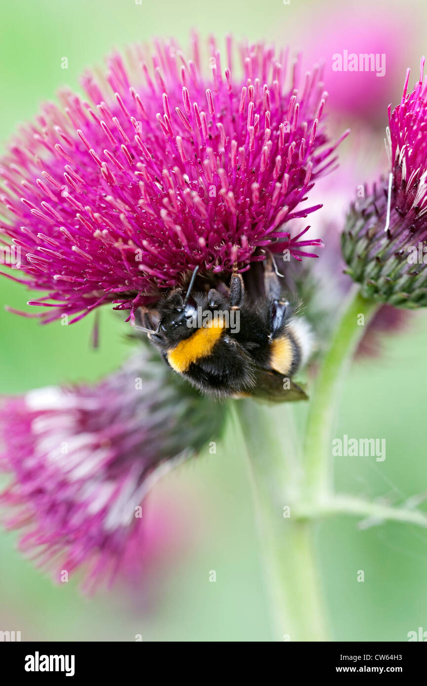 cirsium flower purple thistle bloom bees swarming over flowers Stock Photo