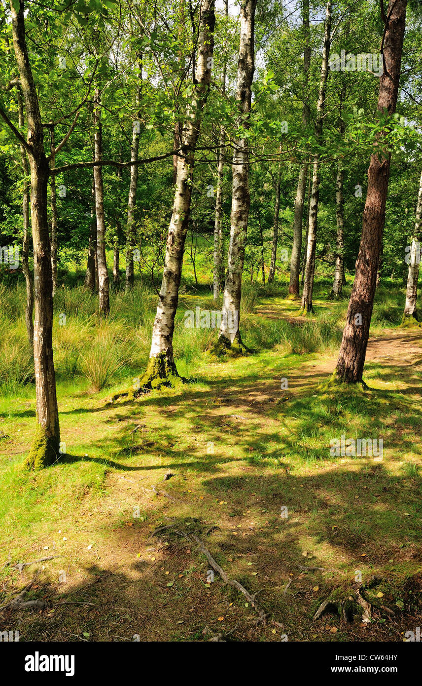 Footpath through forest in summer, English Lake District Stock Photo