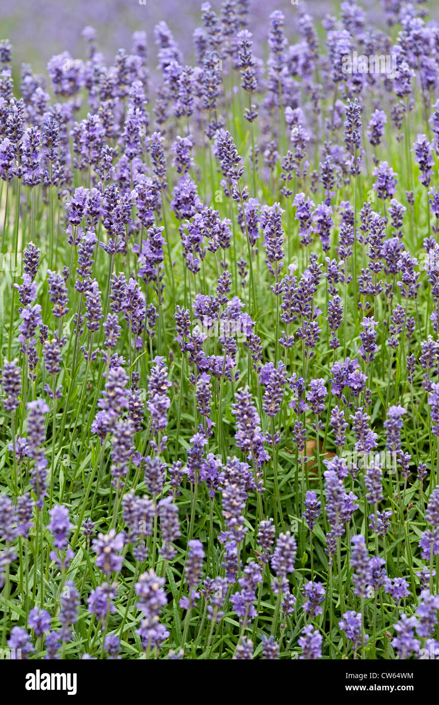 Lavender plants in a garden in the uk Stock Photo Alamy