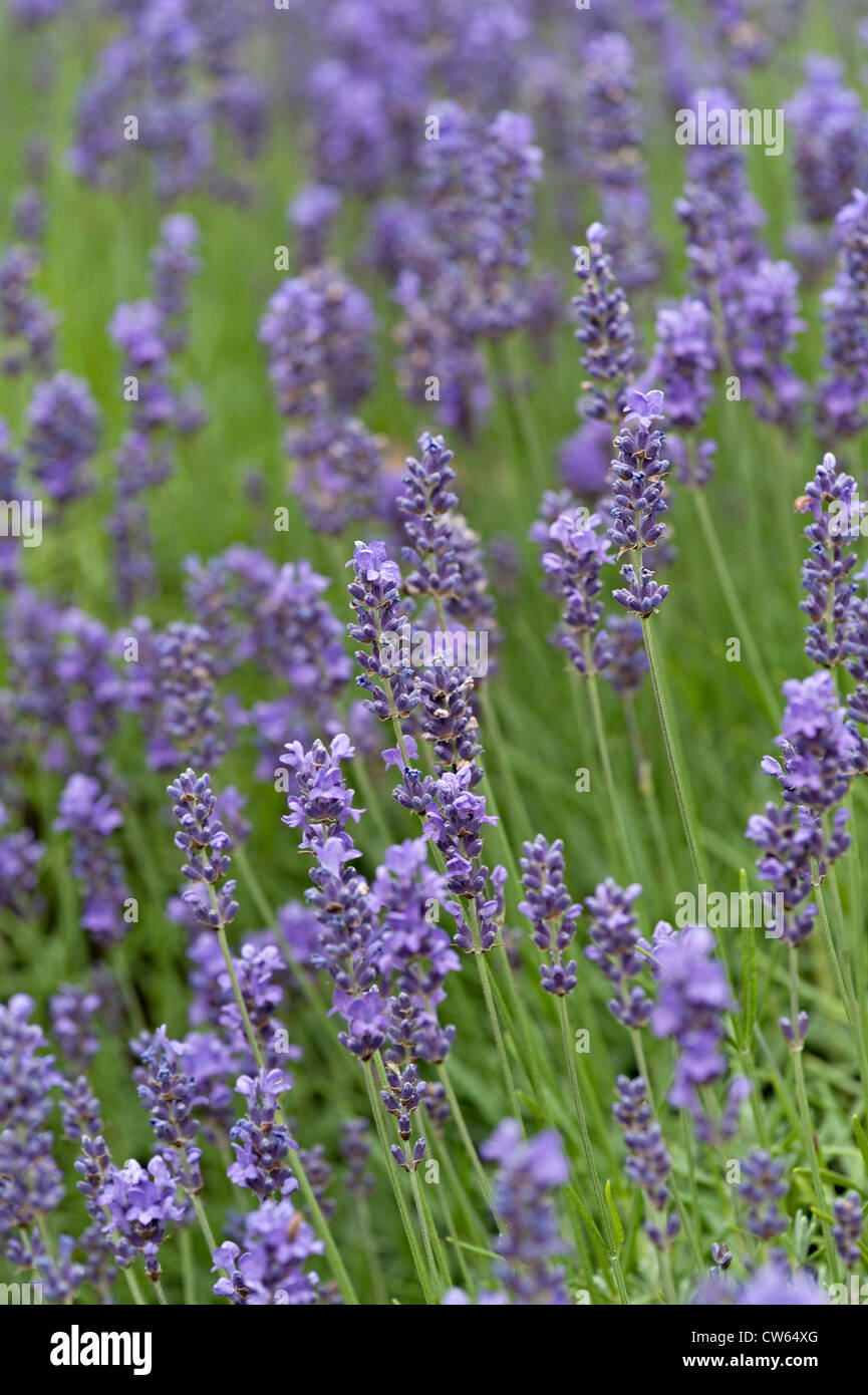 Lavender plants in a garden in the uk Stock Photo Alamy