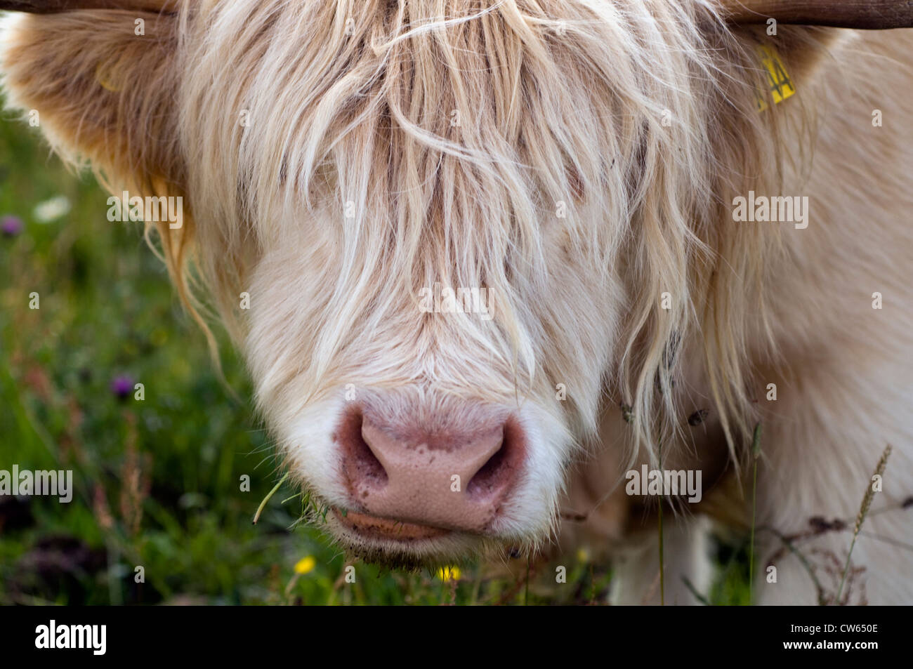 A Highland cow on the Isle of Skye in Scotland Stock Photo - Alamy